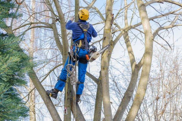 How Our Tree Care Process Works  in  Granger, WA