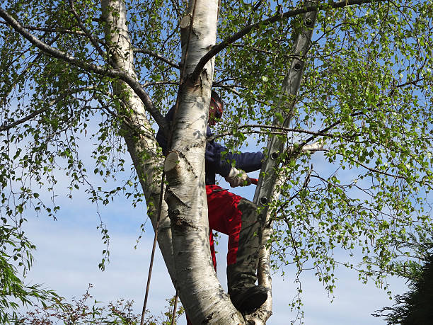 Best Tree Trimming and Pruning  in Granger, WA